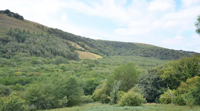 55-Acre Young Broadleaf Woodland for Sale in Cwmdu, Carmarthenshire property photo