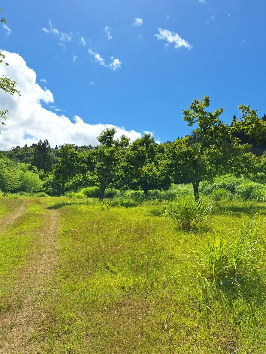 Historic Rural Home Property in Yabu, Hyogo Prefecture | Meiji 5-Era Storehouse, Showa 5-Era Main House, Forest and Chestnut Orchard, Offered at ¥0 photo 6