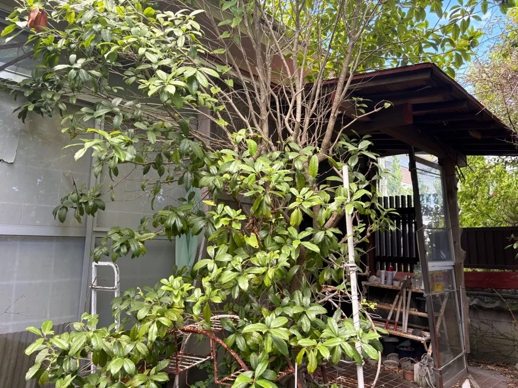 Existing Detached House in Kinkodai (Seiwadai), Kagoshima City, Kagoshima Prefecture | For Demolition and Land Use photo 3