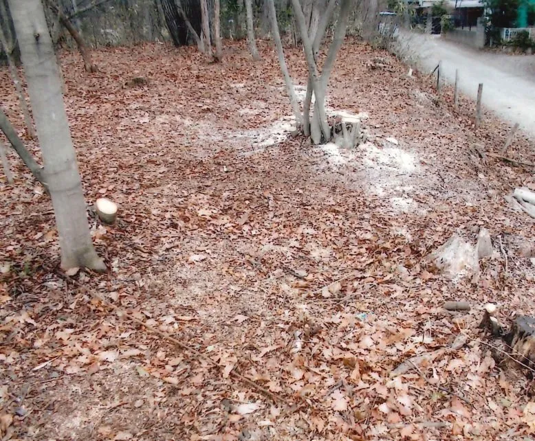 栃木県那須郡那須町高久甲｜雑木林の山林218坪、接道要件に注意が必要な土地 写真 2