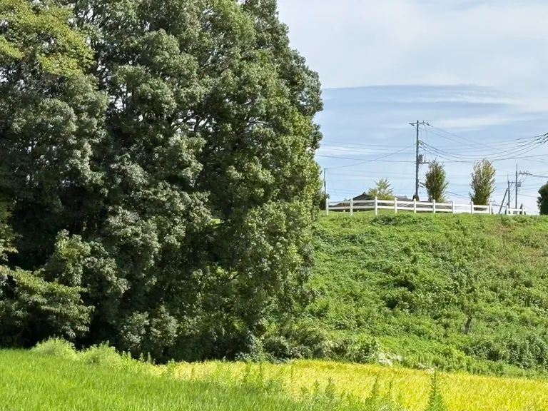 茨城県常陸太田市の山林｜複数区画まとめて売却・電柱敷地料あり 物件写真
