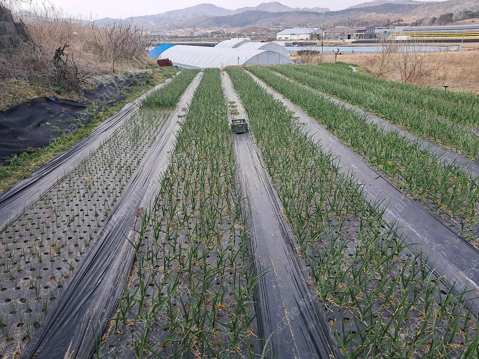 Farmland and Two-Story Farm Shed for Sale in Geumseong-myeon, Geumsan-gun, South Chungcheong Province photo 7
