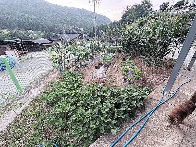 강원도 정선군 화암면 호촌리 조용한 2층 시골주택 매매 사진 4