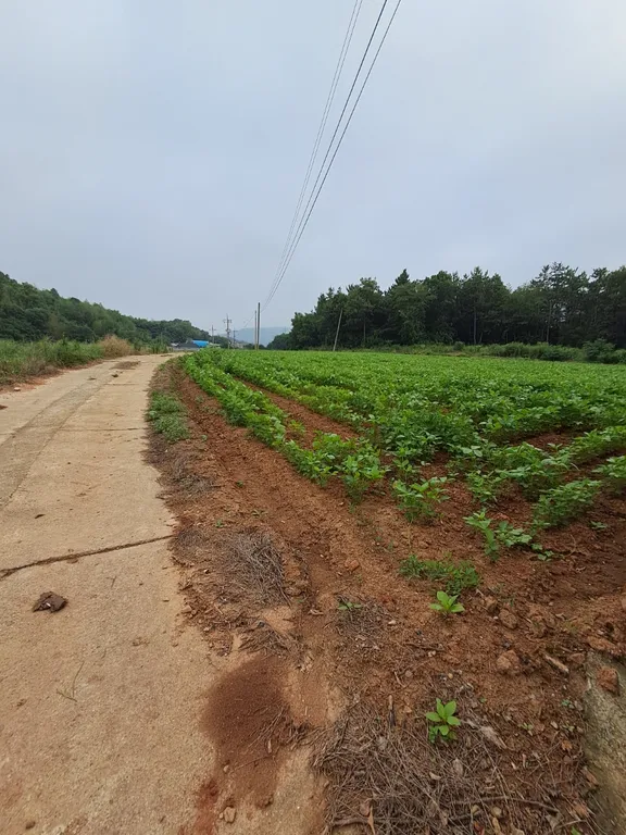 전남광주통합특별시 해남군 마산면 농가주택 매매, 뒤편 밭과 넓은 터 매물 사진