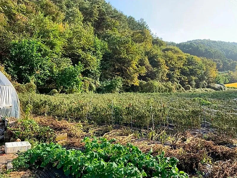 Single-Story Country Home for Sale in Danyang, Chungcheongbuk-do, on Approximately 744 Pyeong of Land photo 8