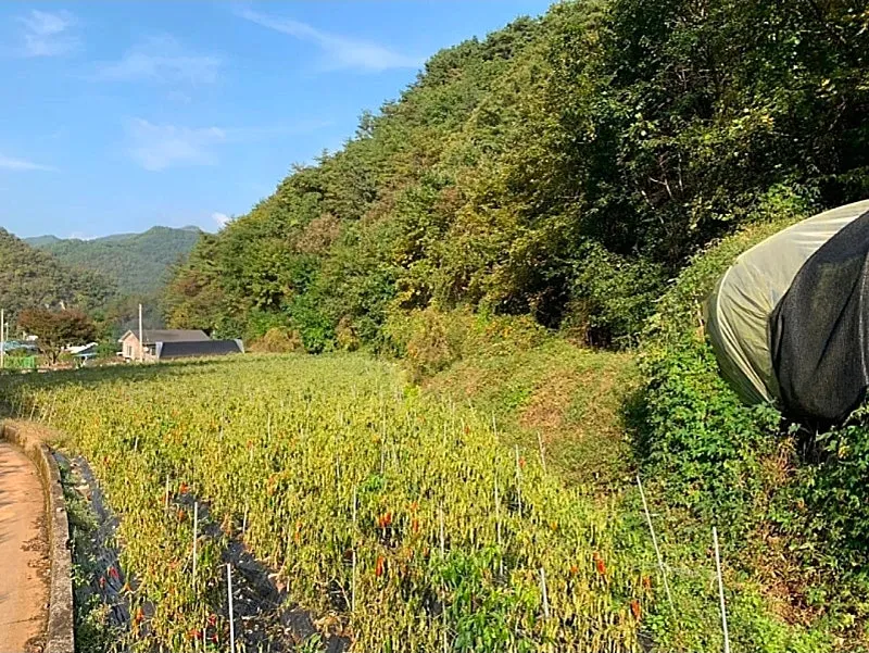 Single-Story Country Home for Sale in Danyang, Chungcheongbuk-do, on Approximately 744 Pyeong of Land photo 7