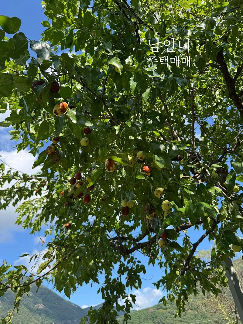 Rural House for Sale with Fruit Trees in the Yard, Danjang-myeon, Miryang, Gyeongsangnam-do photo 10