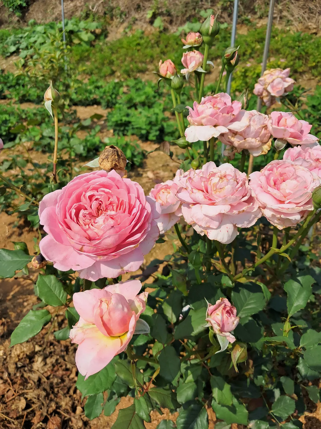 Rural Home for Sale with a Large Yard in Damyang-eup, Damyang, Jeollanam-do; Land Area: 1,326㎡ photo 3