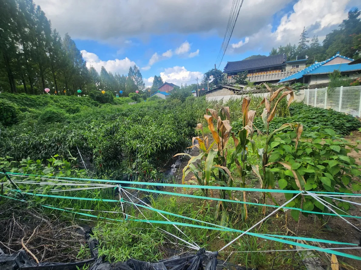 Brick House for Sale in the Countryside of Damyang-eup, Damyang, Jeollanam-do, with a Field and Vegetable Garden photo 5
