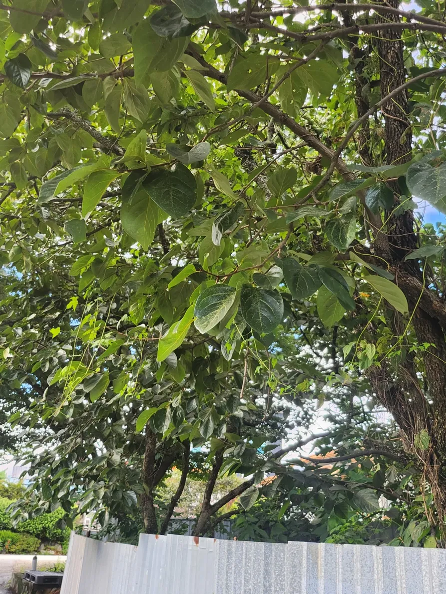 Rural Brick House for Sale in Damyang, Jeollanam-do, with a Large Garden and 703㎡ of Land photo 8