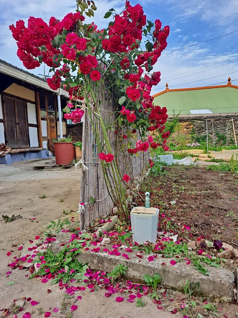 Renovated Hanok Country House for Sale in Dohwa-myeon, Goheung-gun, Jeollanam-do photo 8