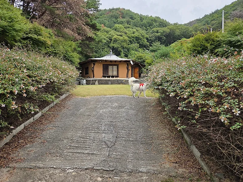 경남 밀양 삼랑진읍 황토집 매매, 넓은 잔디마당 사진 3