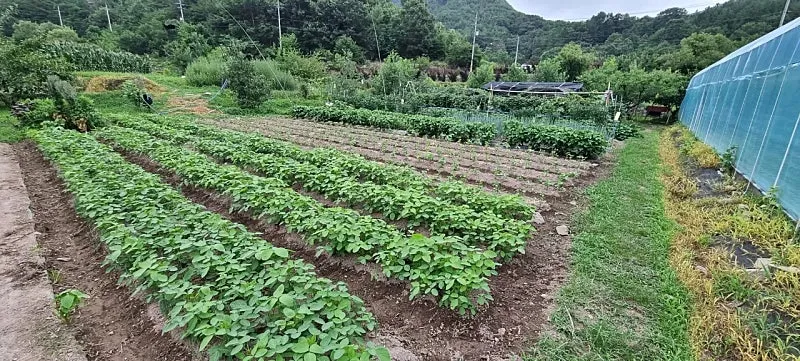 Rural Home for Sale in Hwajeong-myeon, Uiryeong-gun, Gyeongsangnam-do, with a Vegetable Garden and Greenhouses photo 7