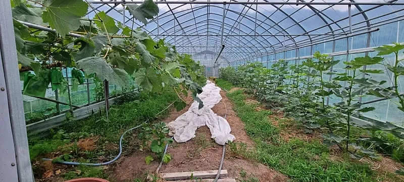 Rural Home for Sale in Hwajeong-myeon, Uiryeong-gun, Gyeongsangnam-do, with a Vegetable Garden and Greenhouses photo 8