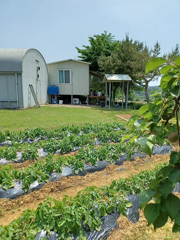 끌올) 경남 창녕 버섯하우스·시골집 매매, 정년퇴직 후 제2의 직업으로 추천 매물 사진