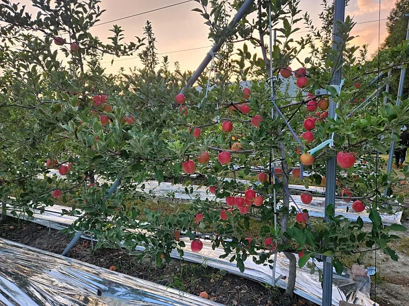 Apple Orchard for Sale in Gamcheon-myeon, Yecheon-gun, Gyeongsangbuk-do, with Around 400 Apple Trees photo 3