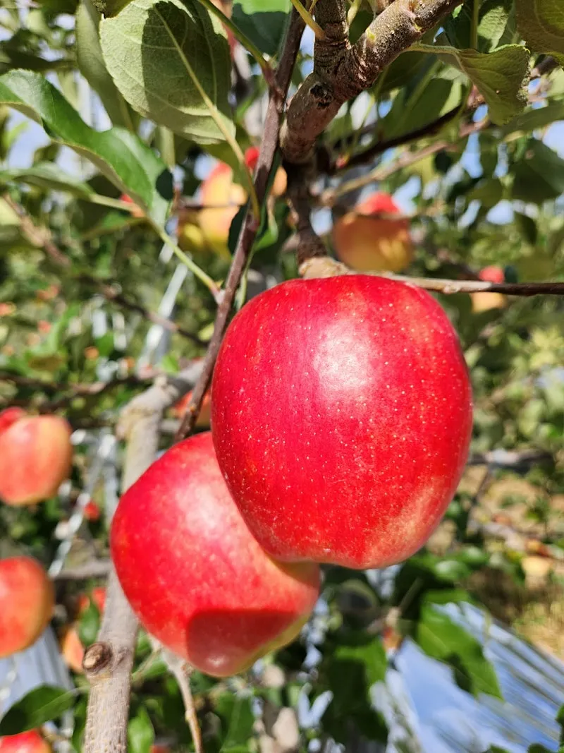 Apple Orchard for Sale in Gamcheon-myeon, Yecheon-gun, Gyeongsangbuk-do, with Around 400 Apple Trees photo 4