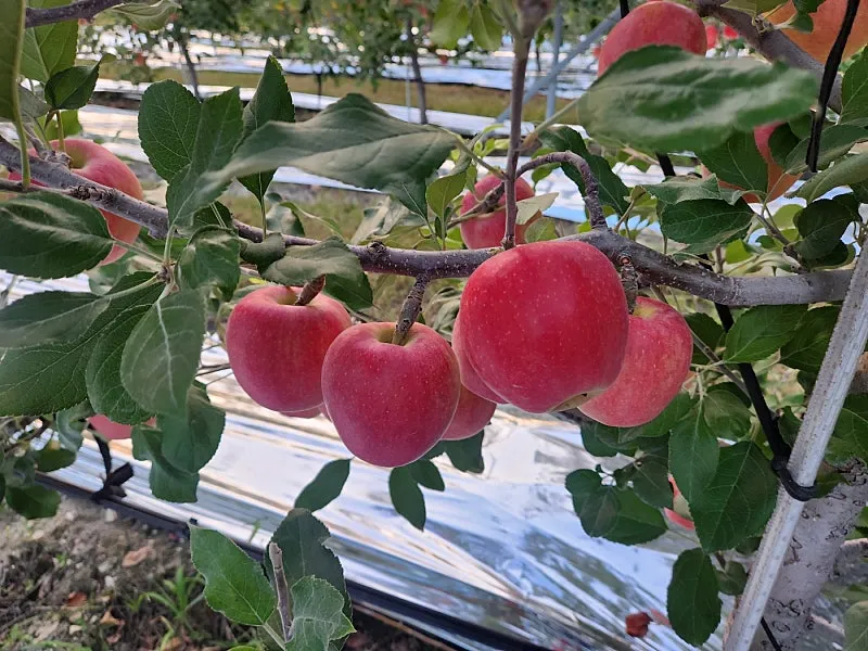 Apple Orchard for Sale in Gamcheon-myeon, Yecheon-gun, Gyeongsangbuk-do, with Around 400 Apple Trees photo 2