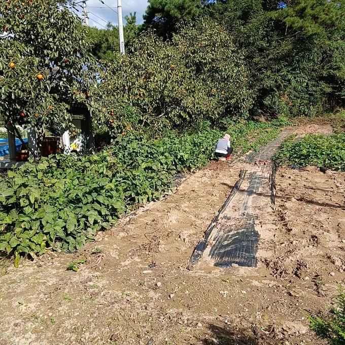 전라남도 강진 군동면 마을 안 빈 시골집 매매, 텃밭 포함 사진 4