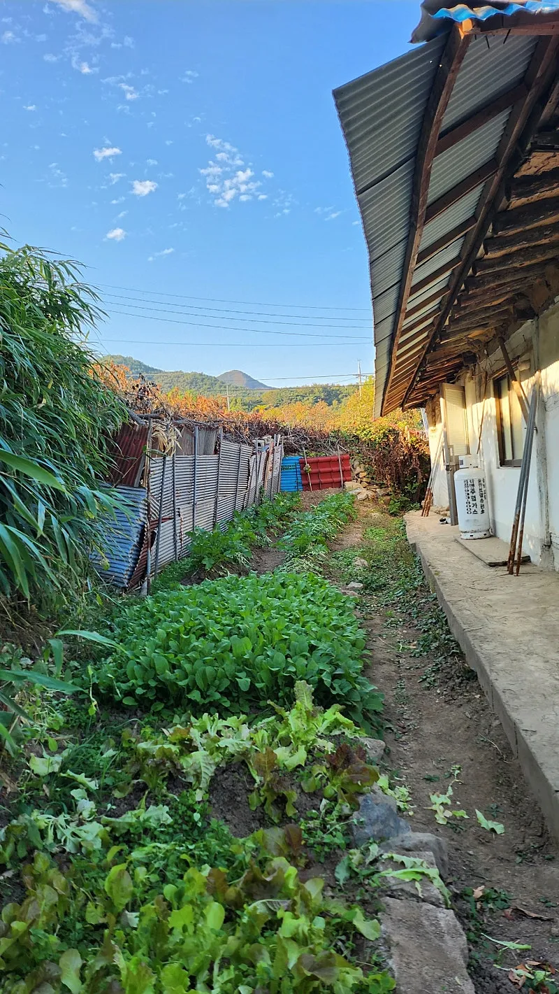 충남 보령시 미산면 마당·텃밭 있는 시골집 매매 사진 9