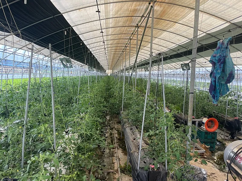 전남 곡성 스마트팜 매매 1억 9,500만 원, 시설하우스 2동·양액시설·농막 포함 사진 9