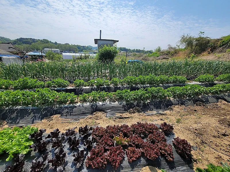 Earthen House for Sale in Bujeok-myeon, Nonsan, South Chungcheong Province, with a Vegetable Garden — 72 Million Won photo 2