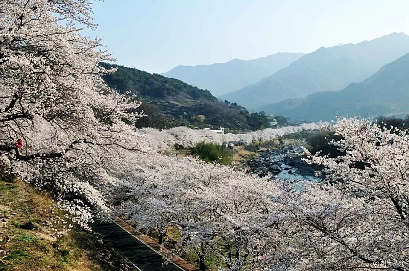 하동 화개면 지리산 자락 전망 좋은 전원주택·카페 부지 338평 사진 5