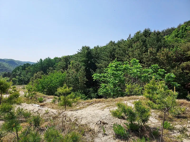 250-Pyeong Mountain Village Land Adjoining a Forest in Yangpyeong-gun’s Yangdong-myeon, Suitable for a Stay-Type Shelter photo 5