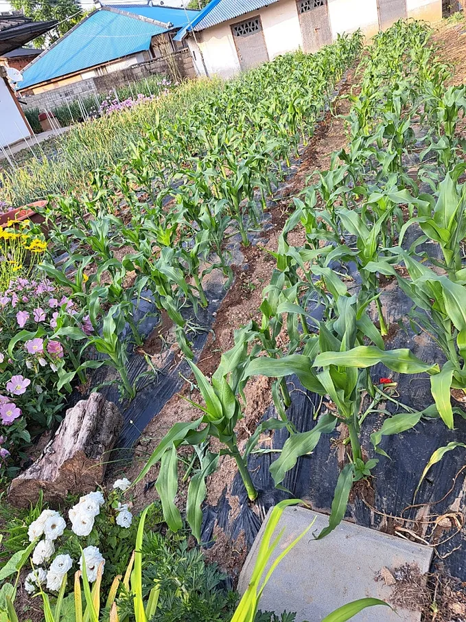 South-Facing Rural House for Sale in Heungdeok-myeon, Gochang, Jeonbuk photo 4