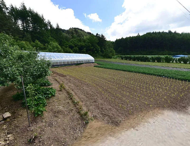 Country House and 1,032-Pyeong Field for Sale at an Elevation of 650 m in Imgye-myeon, Jeongseon photo 4