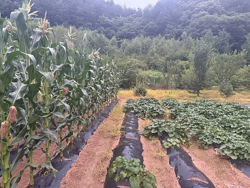 Vacation-Style Country House for Sale in Girin-myeon, Inje County, Gangwon photo 2