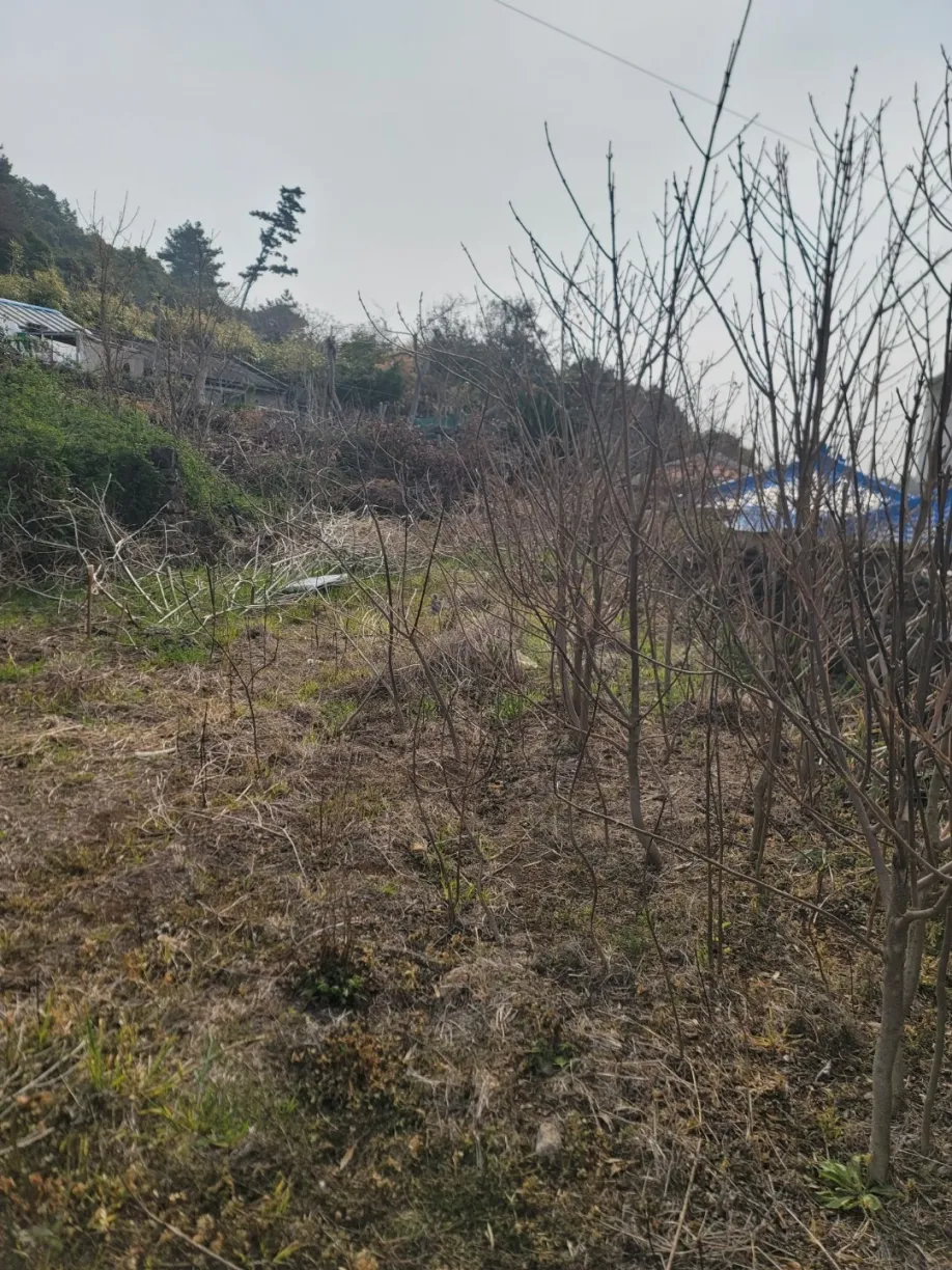 제주 서귀포시 대정읍 신도리 1층 시골집 매매 1억원 사진 2