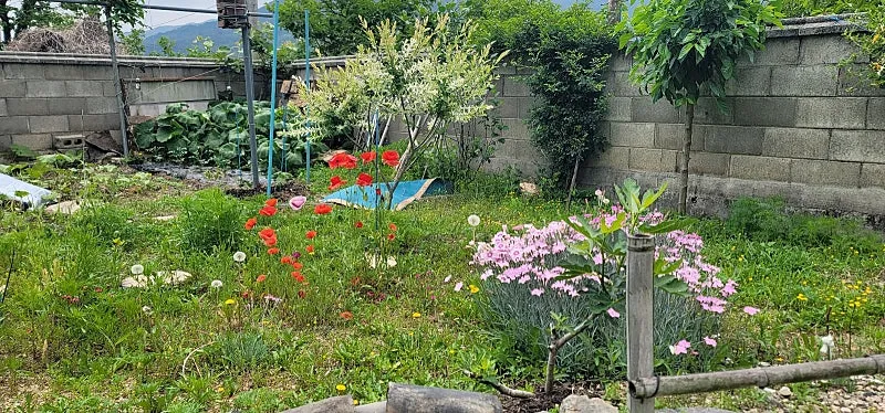 Sale of a Country House in Gakbuk-myeon, Cheongdo, Gyeongbuk: Due-South-Facing Brick House and Vegetable Garden photo 7