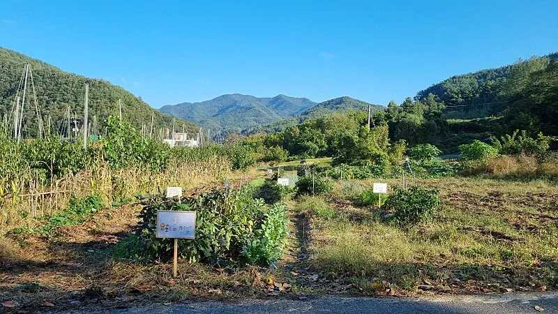 Rural House for Rent in Yonghwa-myeon, Yeongdong-gun, Chungbuk—Rent-Free for 3 Years photo 4