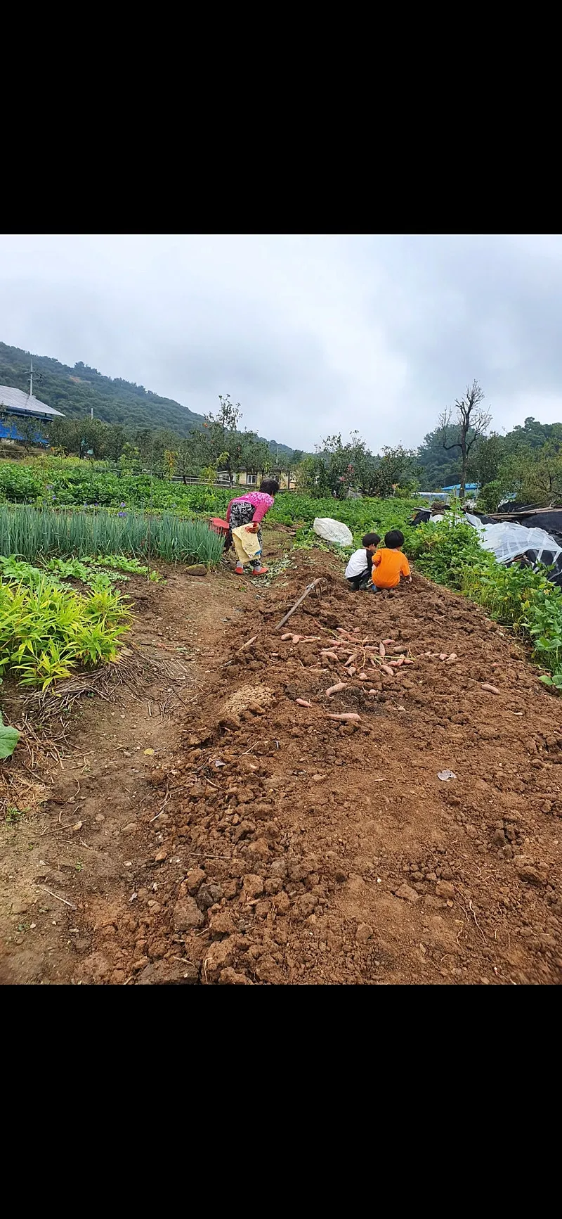 Farmhouse with Field and House for Sale in Guryong-myeon, Buyeo-gun, Chungnam photo 5