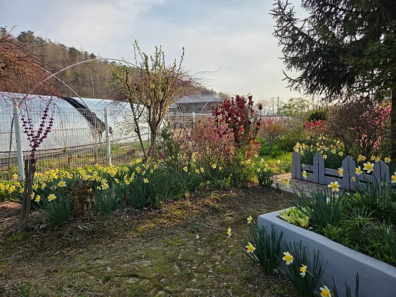 Rural Home for Sale in Yesan, South Chungcheong Province, Featuring a Garden and South-Facing Layout photo 8