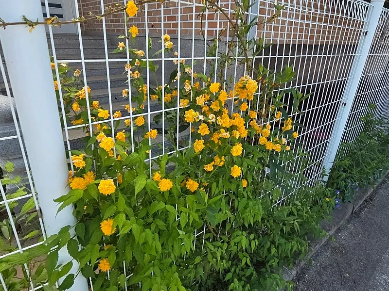 Rural Home for Sale in Yesan, South Chungcheong Province, Featuring a Garden and South-Facing Layout photo 2
