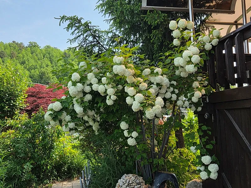 Rural Home for Sale in Yesan, South Chungcheong Province, Featuring a Garden and South-Facing Layout photo 5