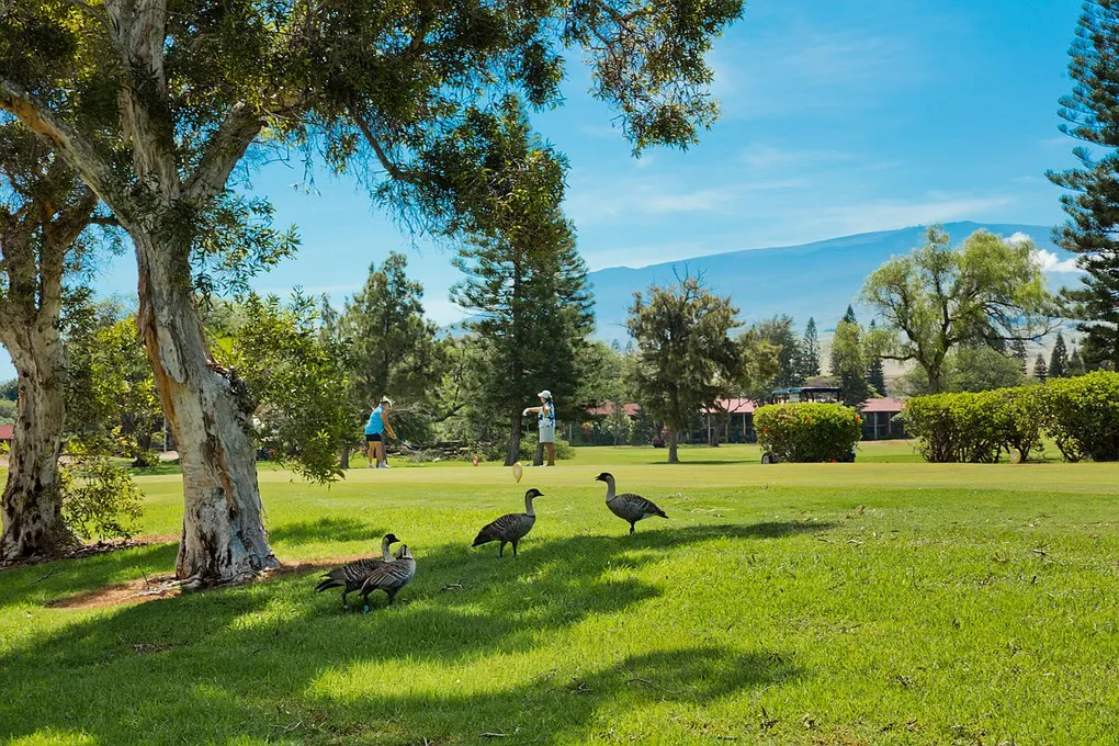 Ground-Floor Golf-Course Condo at Fairway Terrace in Waikoloa photo 10